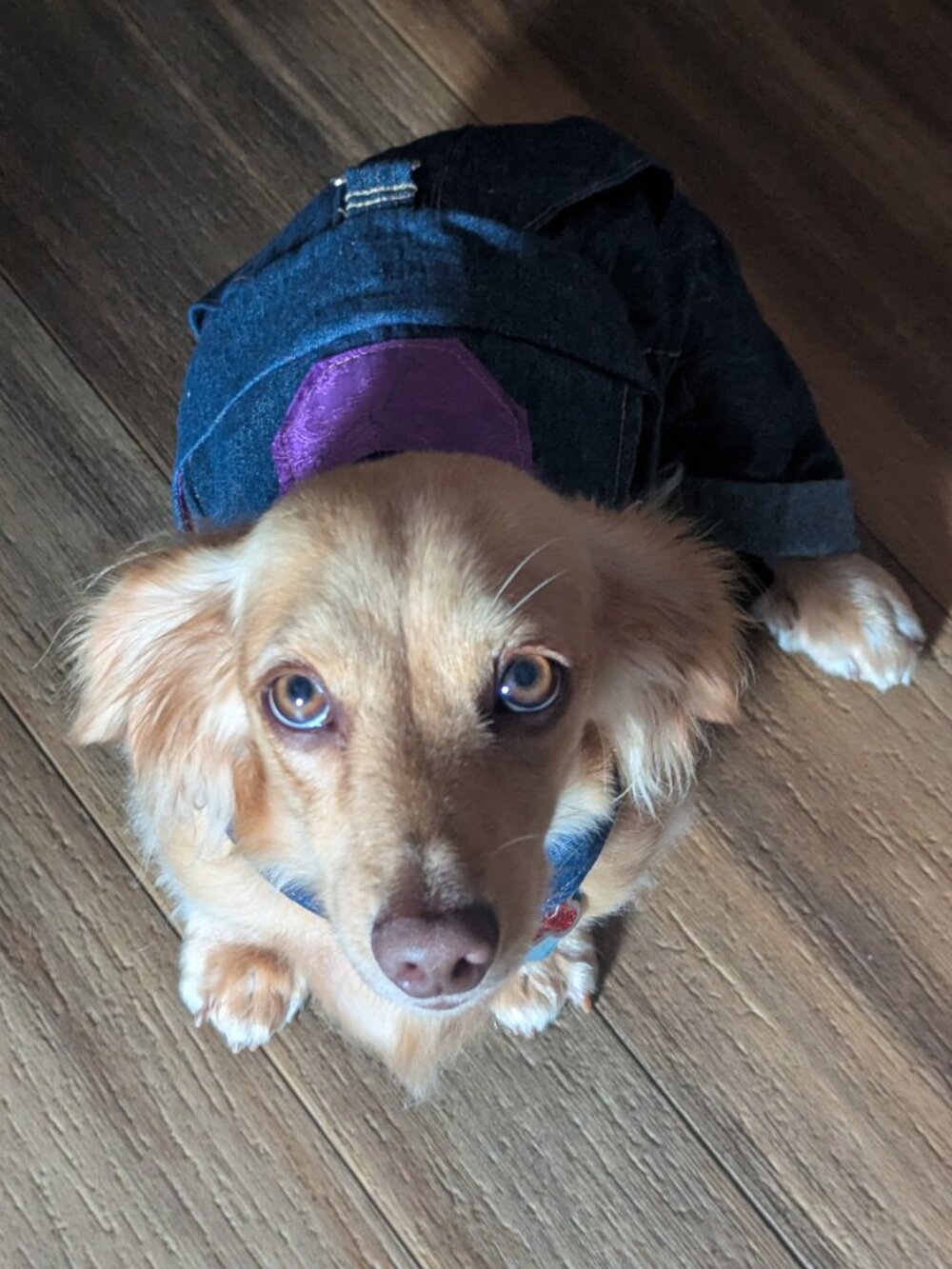 Handmade Cute and Cool Denim Dog Bibs with Tan Trim